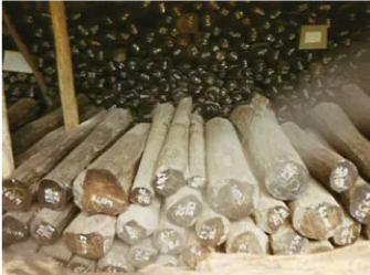 インドの国営木材倉庫。紅木の丸太が山積にされている。